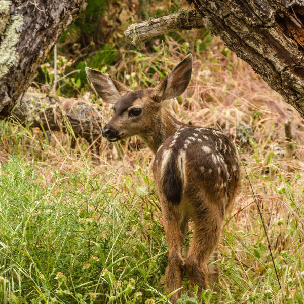 Photo of Blacktail fawn in Point Lobos State Natural Reserve. Photo credit: John Drum.