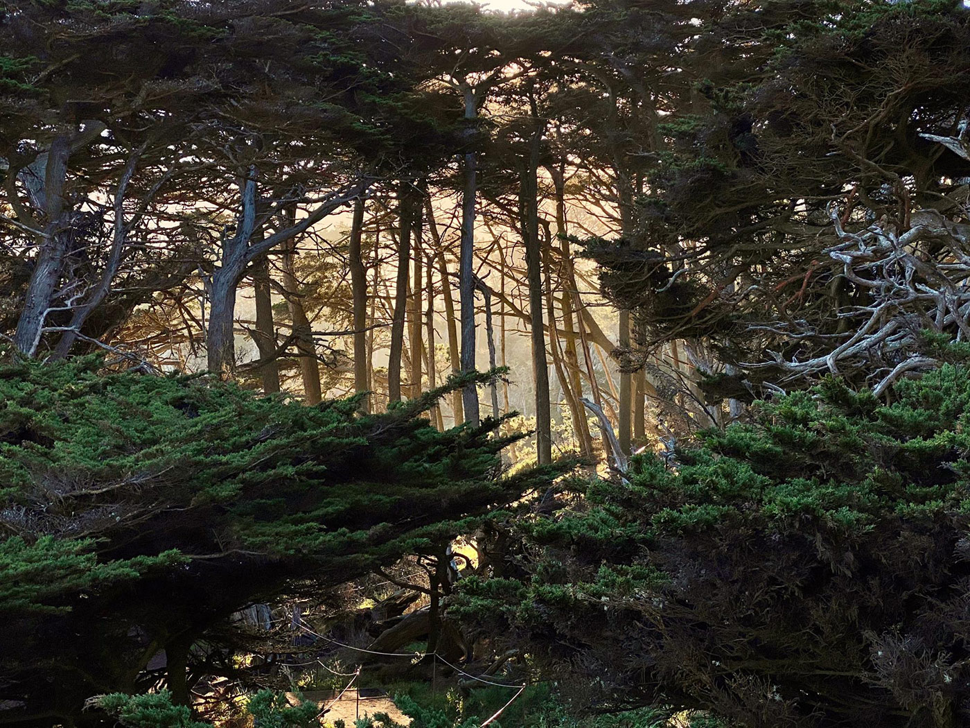 Photo of Point Lobos State Natural Reserve, North Shore trail. Photo credit: Don Blohowiak.