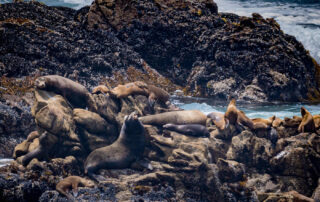 Photo of Point Lobos State Natural Reserve, Sea Lion Point trail. Photo credit: Don Blohowiak.