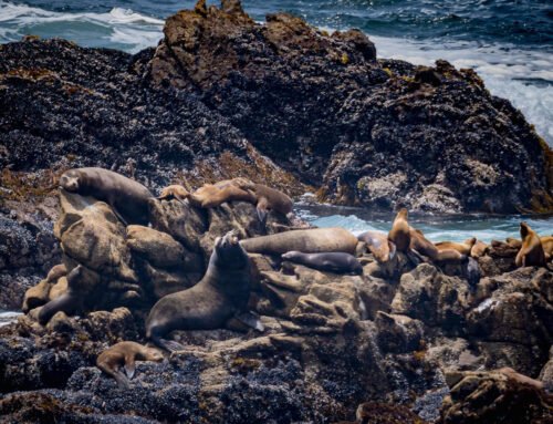 Sea Lion Point Trail