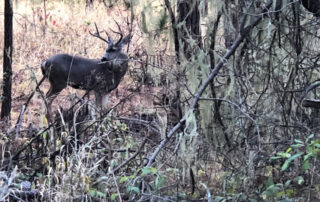 Photo of Point Lobos State Natural Reserve, black tail deer buck on Carmelo Meadow trail. Photo credit: Don Koch.