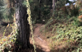 Photo of Point Lobos State Natural Reserve, lace lichen strands on Whalers Knoll trail. Photo credit: Don Koch.