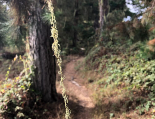 Whalers Knoll Trail