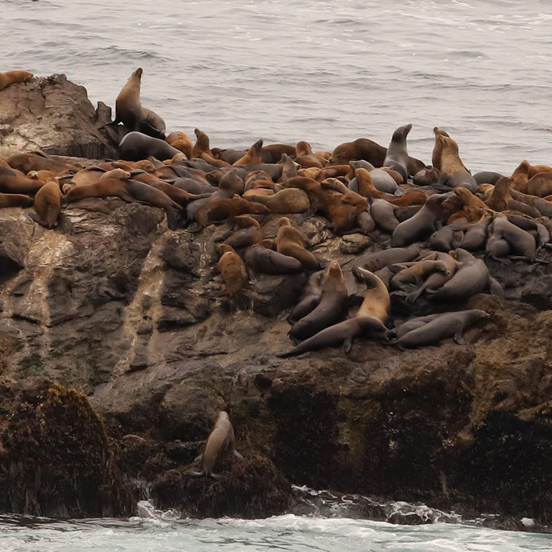 Photo of Sea lions in Point Lobos State Natural Reserve. Photo credit: Don McDougall.