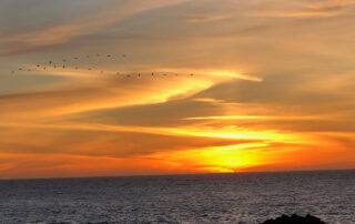 Photo of Point Lobos State Natural Reserve, sunset on South Shore trail. Photo credit: Fred Brown.