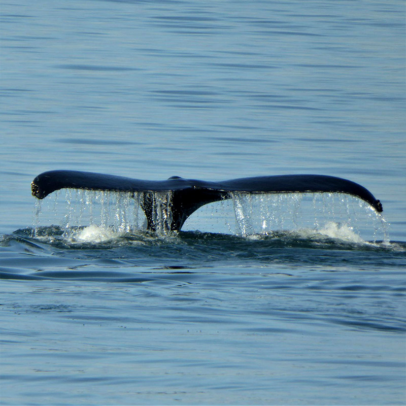 Photo of Humpback whale tail seen at Point Lobos State Natural Reserve. Photo credit: Jac Harmer.