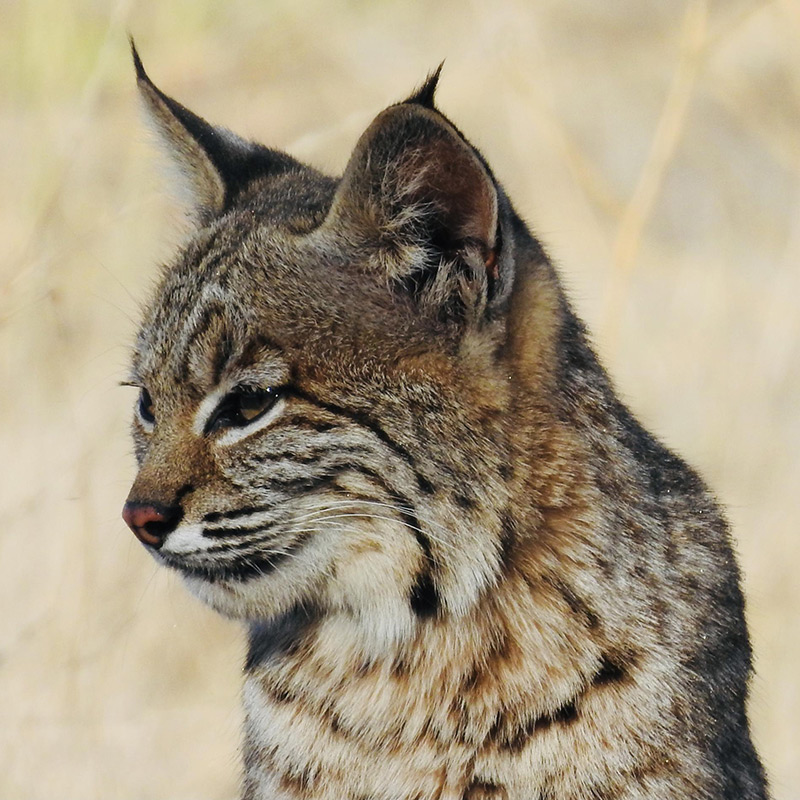 Bobcat in Point Lobos State Natural Reserve. Photo credit: Jerry Loomis.