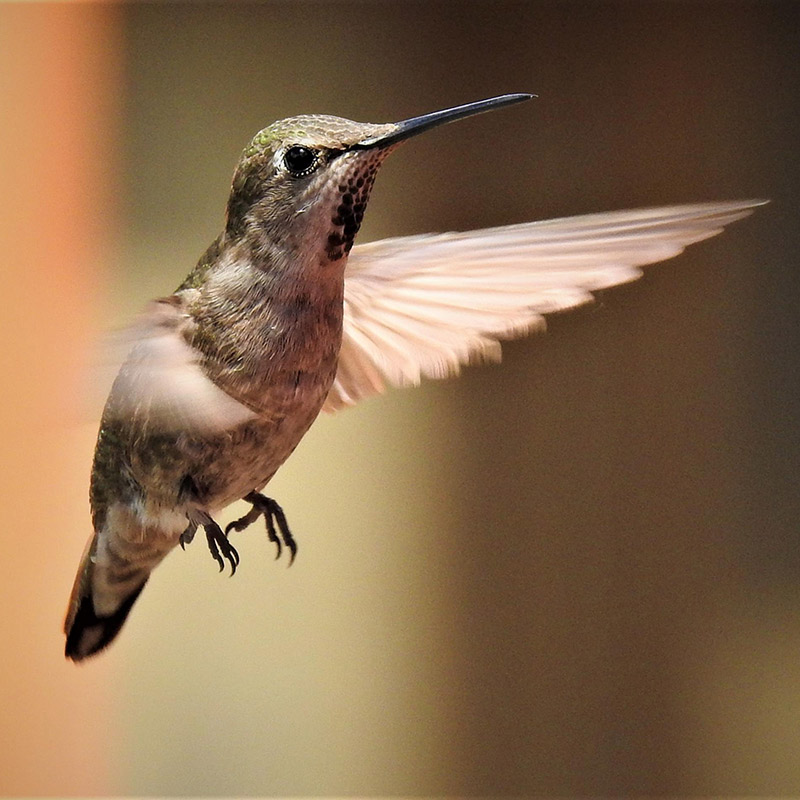 Photo of Hummingbird in Point Lobos State Natural Reserve. Photo credit: Jerry Loomis.