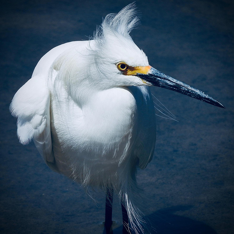 Photo of Egret in Point Lobos State Natural Reserve. Photo credit: Jerry Loomis.