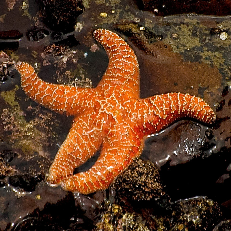 Photo of sea star on a Point Lobos State Natural Reserve beach. Photo credit: Lyle Brumfield.
