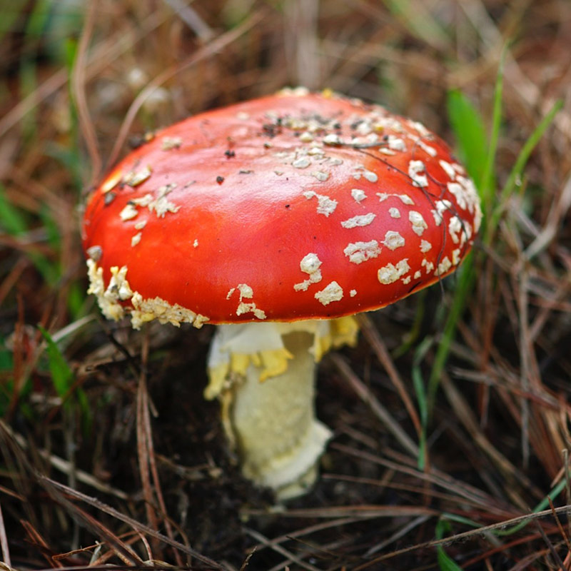Photo of mushroom in Point Lobos State Natural Reserve. Photo credit: Paul Reps