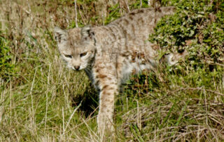 Photo of Point Lobos State Natural Reserve, bobcat on Mound Meadow trail. Photo credit: Peter Fletcher.