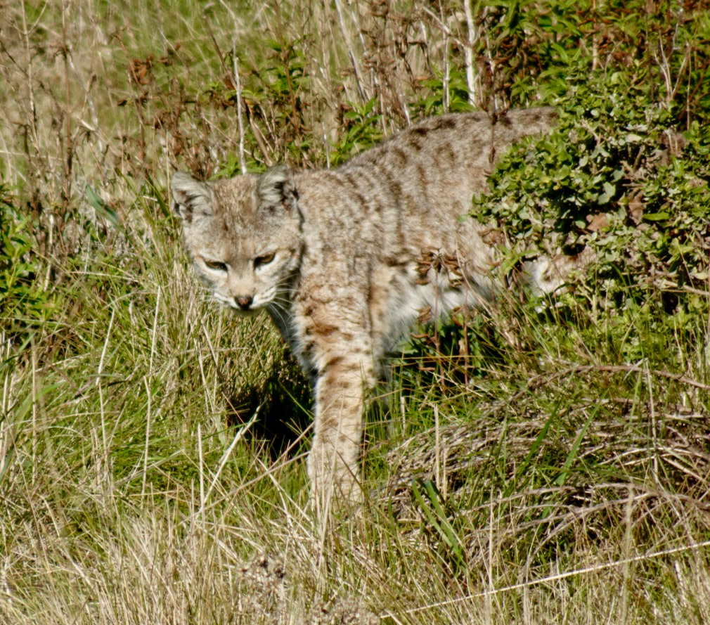 Photo of Point Lobos State Natural Reserve, bobcat on Mound Meadow trail. Photo credit: Peter Fletcher.