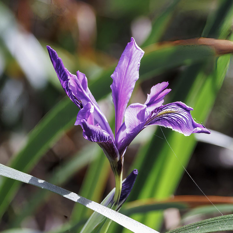 Photo of Douglas Iris in Point Lobos State Natural Reserve. Photo credit: Sara Courtneidge