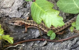 Photo of Point Lobos State Natural Reserve, lizard on Lace Lichen trail. Photo credit: Vicky Duke.