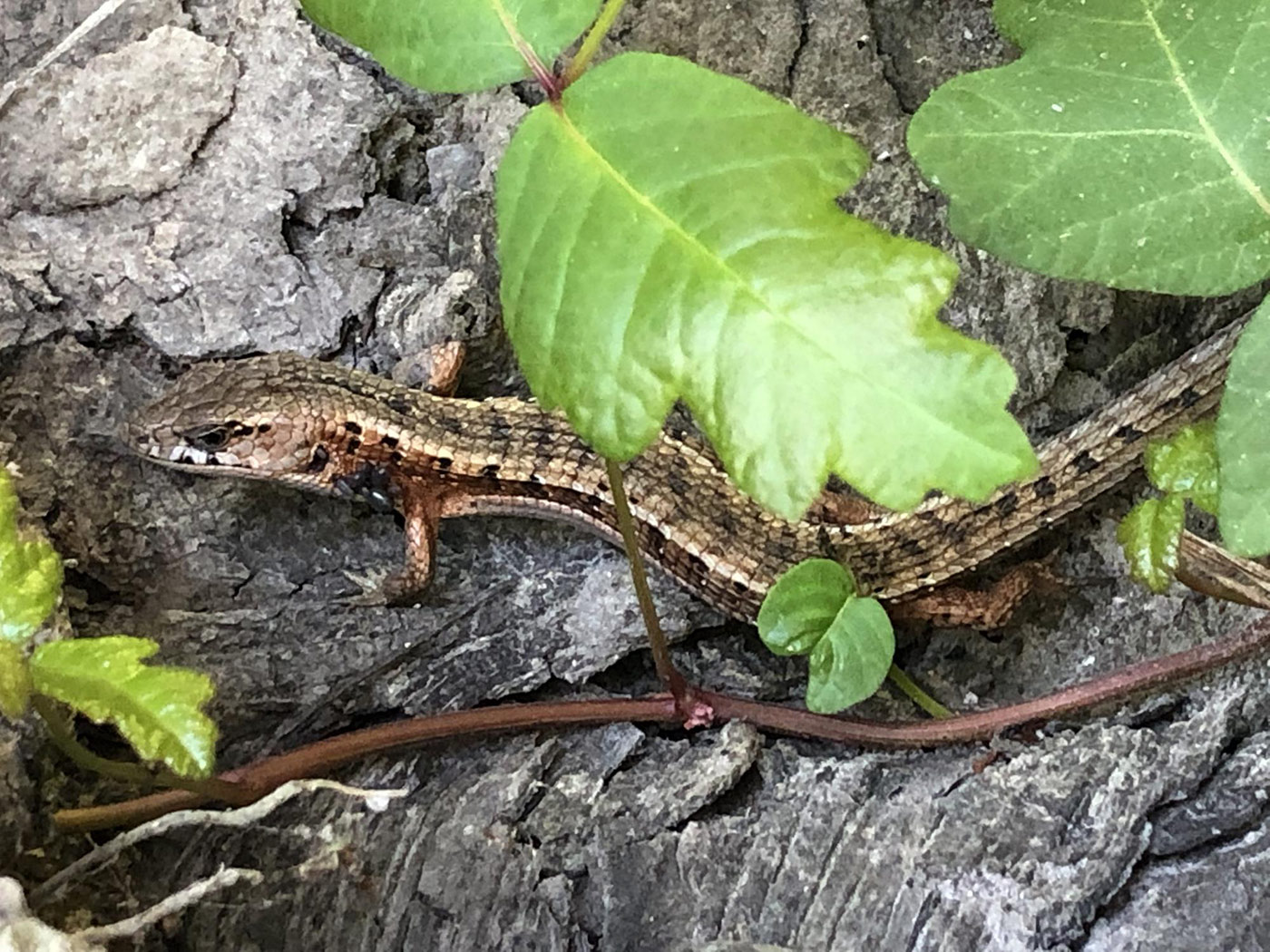 Photo of Point Lobos State Natural Reserve, lizard on Lace Lichen trail. Photo credit: Vicky Duke.