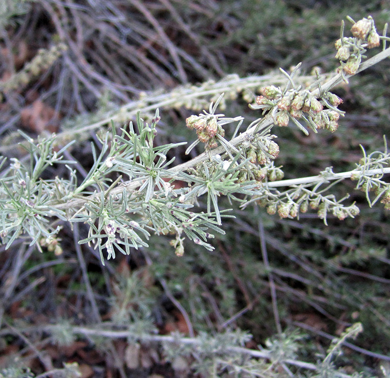 california-sagebrush Photo of California sagebrush