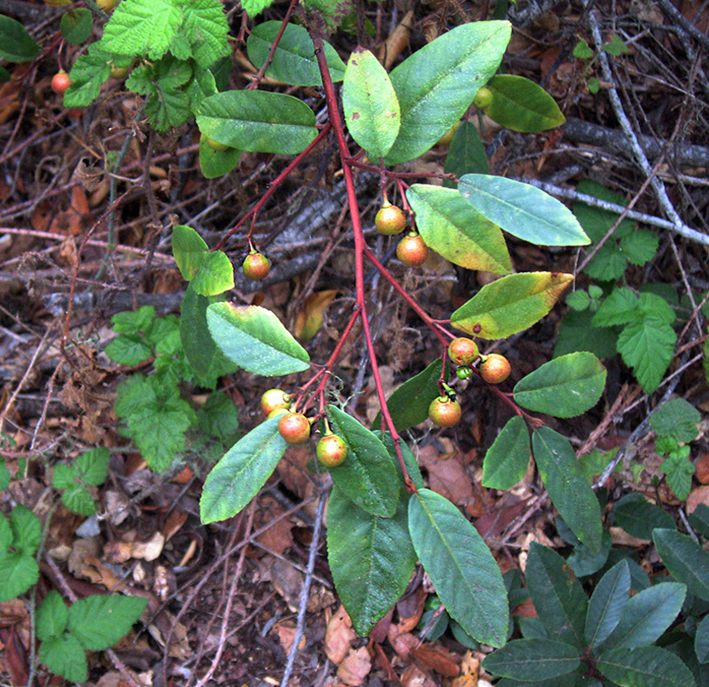 coffeeberry Photo of coffeeberry