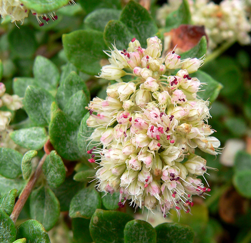 dune-buckwheat Photo of dune buckwheat