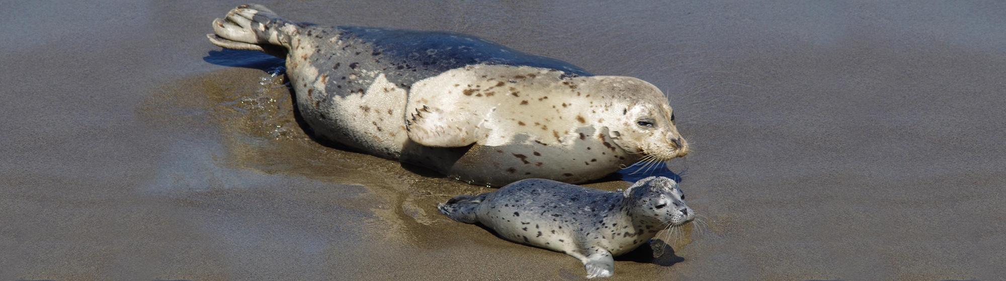 harborseals-Diana-Nichols Photo of Harbor seals in the waters of Point Lobos State Natural Reserve. Photo credit: Diana Nichols.