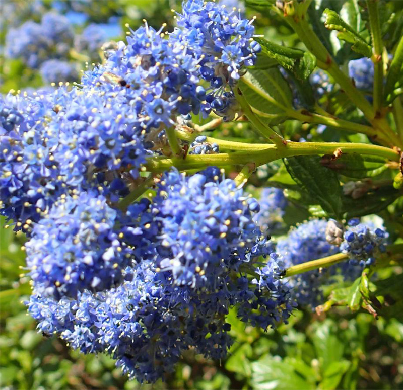 lilac Photo of lilac bush