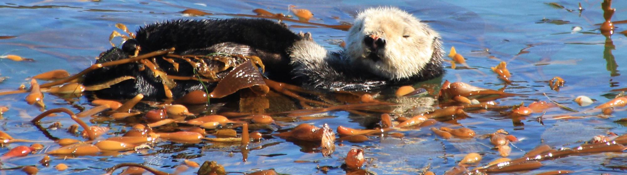 Photo of Sea otter in the waters of Point Lobos State Natural Reserve. Photo credit: Robert Grace.