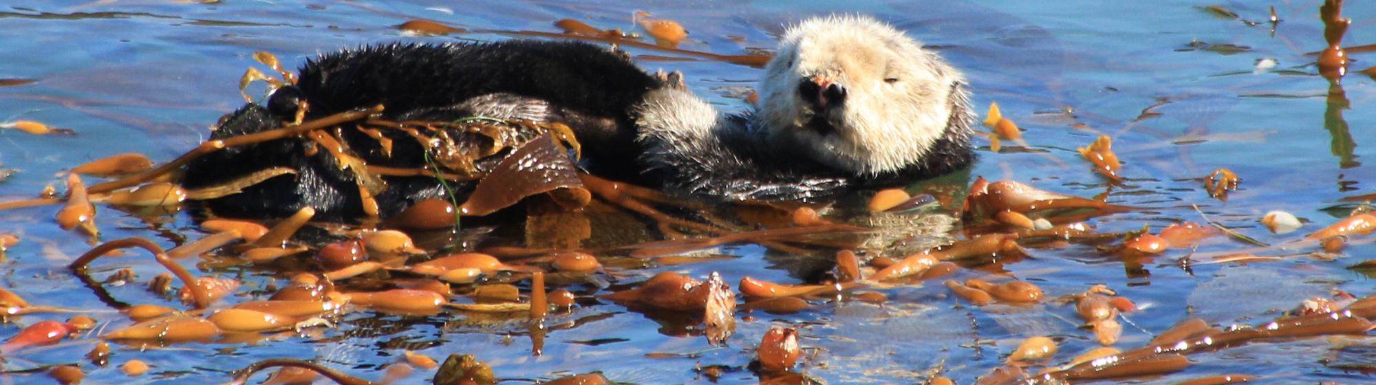 otter-Robert-Grace_0 Photo of Sea otter in the waters of Point Lobos State Natural Reserve. Photo credit: Robert Grace.