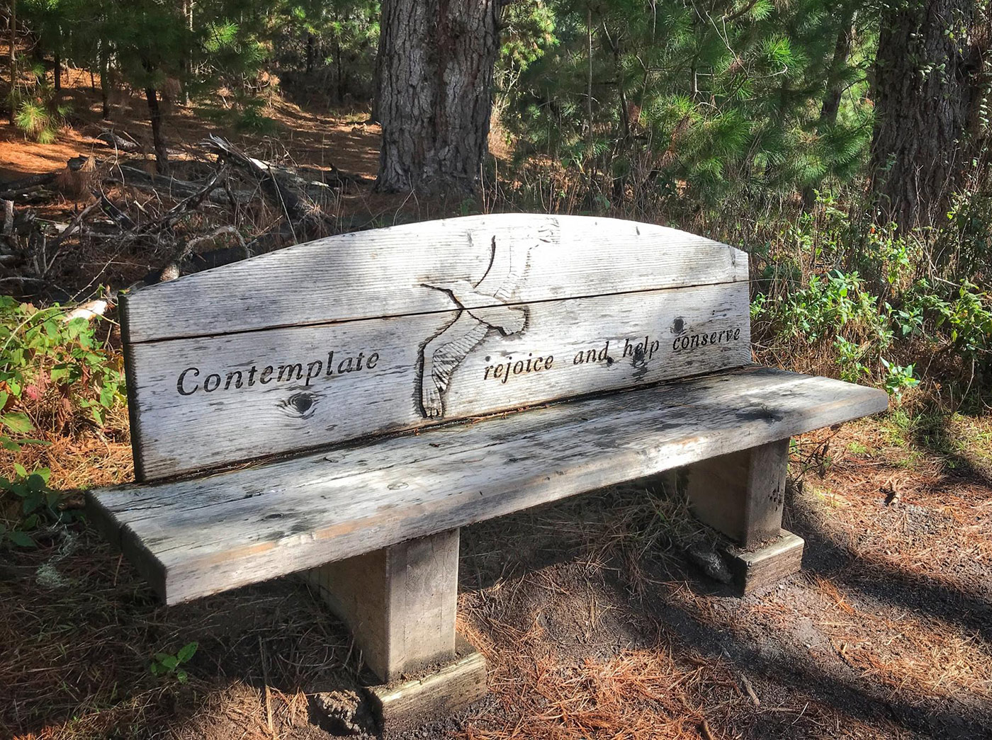 Photo of Point Lobos State Natural Reserve, reflective bench on South Plateau trail. Photo credit: Janet Beaty.