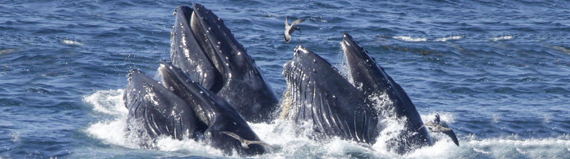Photo of Whales breaching in the waters of Point Lobos State Natural Reserve. Photo credit: Janet Beaty.