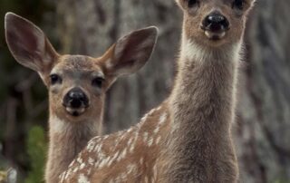 2025 Spring Summer Issue of the Point Lobos Magazine